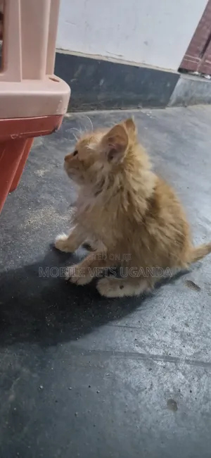 Female Mixed Breed Persian Kitten