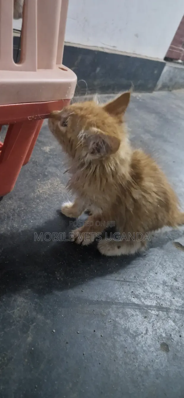 Female Mixed Breed Egyptian Mau Kitten, 1-3 Months - 1