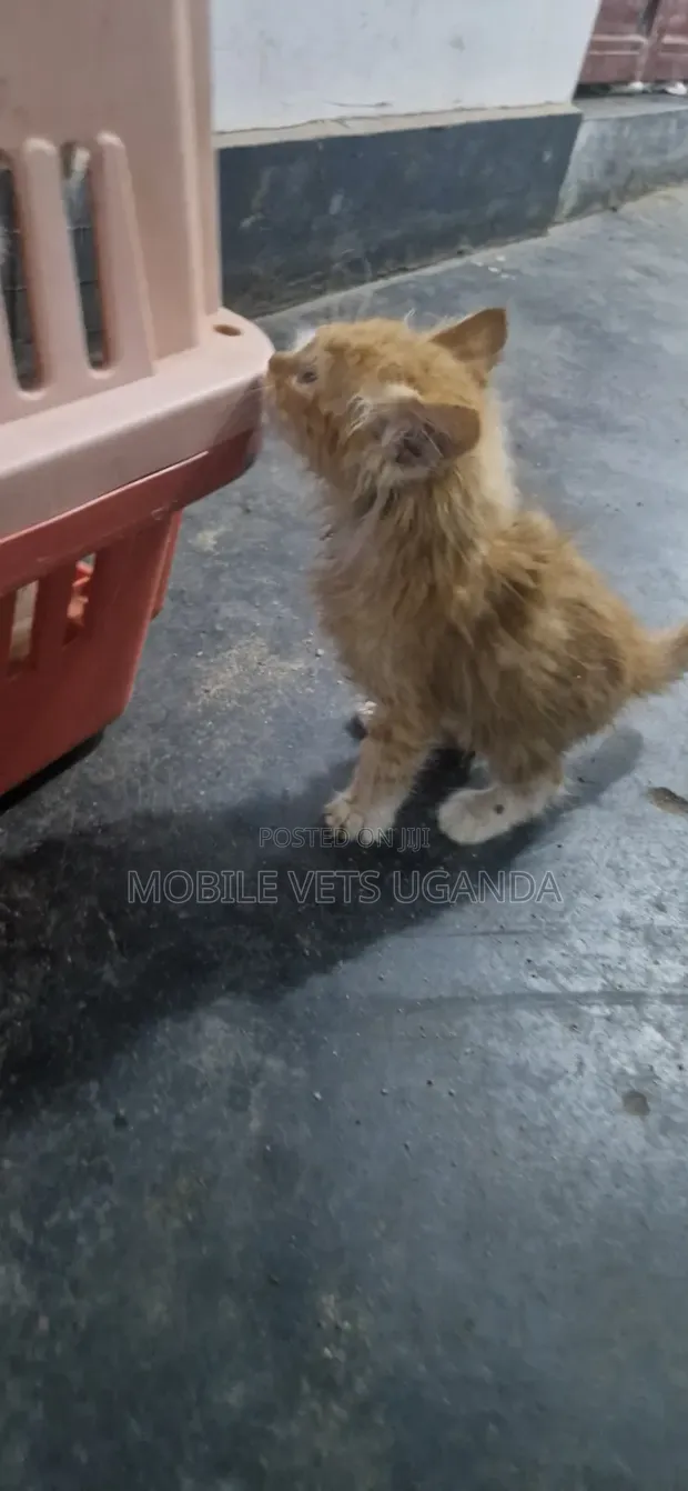 Purebred Manx Kitten - 1-3 Months Old - 1