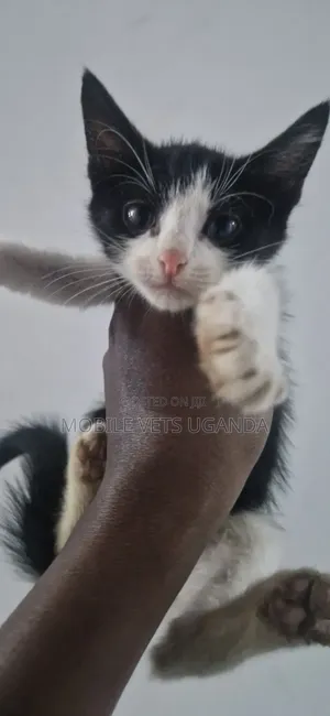 Female Purebred Bengal Kitten (1-3 Months)