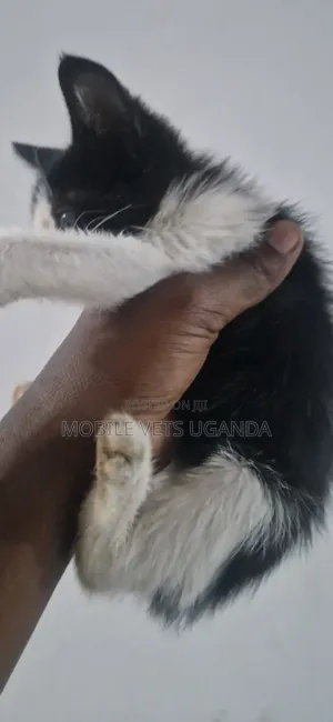 Female Exotic Kitten, 3-6 Months Old