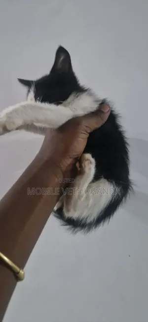 1-3 Month Male Purebred Exotic Kitten