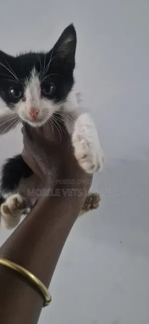 Female American Bobtail Kitten, 1-3 Months