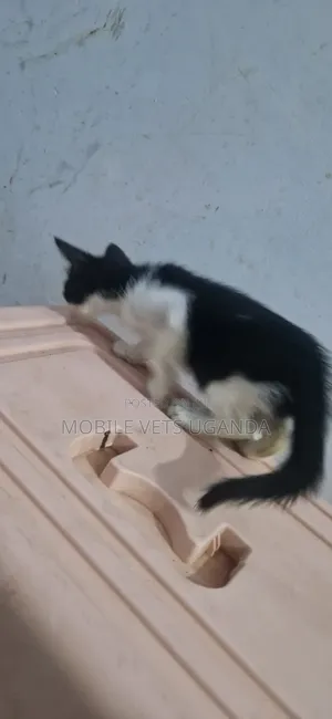 Female Purebred Balinese Kitten, 1-3 Months