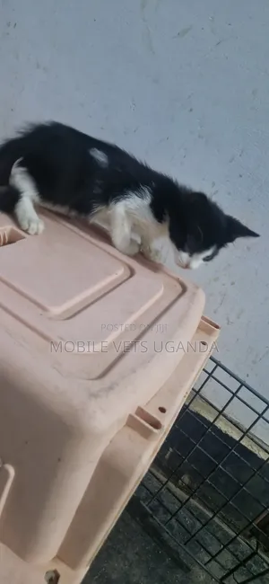 Male American Wirehair Kitten (0-1 Month)