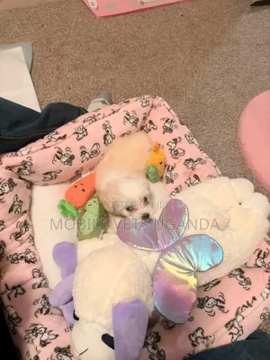 Purebred Male Maltese Puppy (1-3 Months)