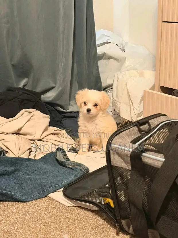 Female Purebred Maltese Puppy, 1-3 Months - 1