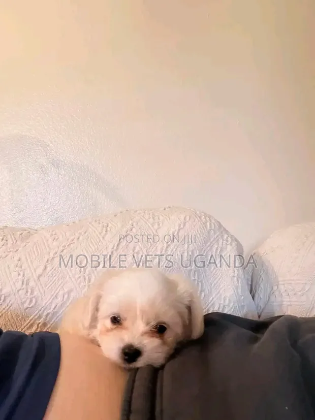 Purebred Maltese Puppy - 1-3 Months - 1