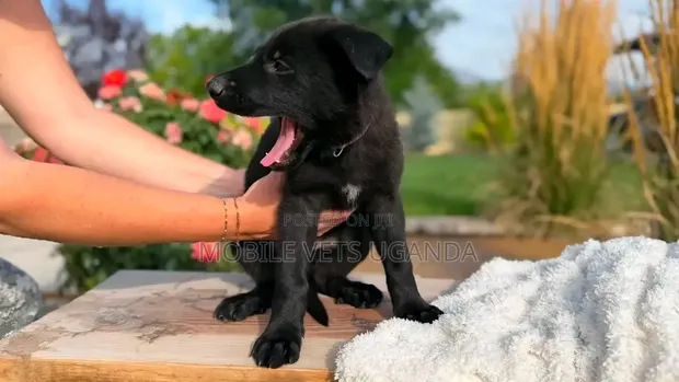 1-3 Month Male Purebred German Shepherd Puppy - 1