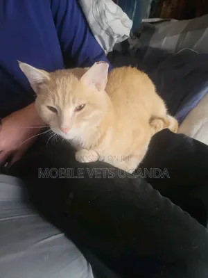 3-6 Month Male Purebred American Bobtail Kitten