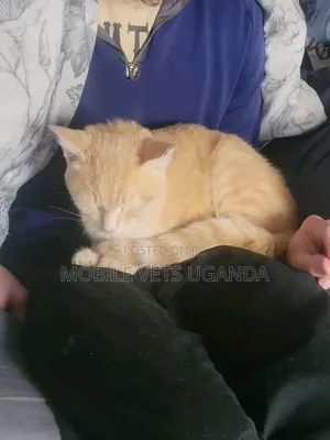 Female Tabby Kitten (0-1 Month)