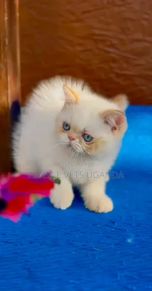 Female Purebred Persian Kitten (1-3 Months)