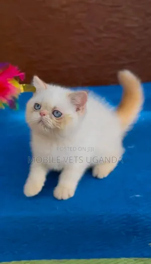 Female Purebred Persian Kitten (1-3 Months)