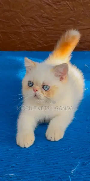 Purebred Persian Kitten - 1-3 Months Male