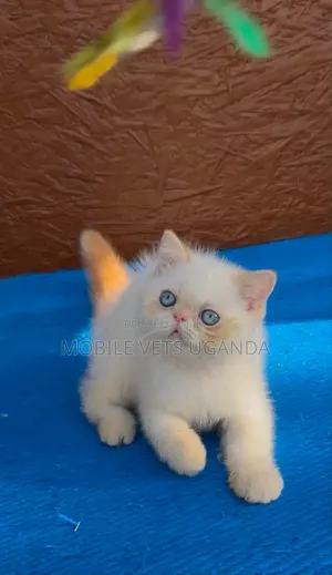 Female Purebred Persian Kitten (1-3 Months)