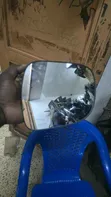 Toyota Harrier Side Mirror Plate (2012) - 2