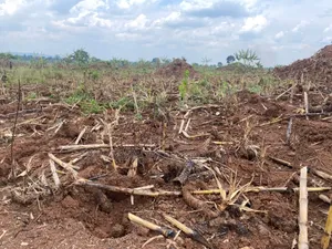 100 Acres Land for Sale in Kakooge, Nakasongola