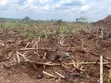 100 Acres Land for Sale in Kakooge, Nakasongola - 1