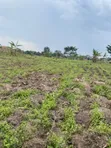 100 Acres Land for Sale in Kakooge, Nakasongola - 2