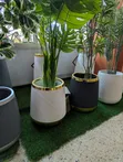 White & Gold Ribbed Planter with Fluted Design - 2