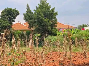 Quick Sale Plot in Kira-Kiwologoma
