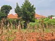 Quick Sale Plot in Kira-Kiwologoma - 1