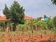 Quick Sale Plot in Kira-Kiwologoma - 3