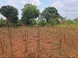 Quick Sale Plot in Kira-Kiwologoma - 4