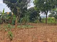 Quick Sale Plot in Kira-Kiwologoma - 5
