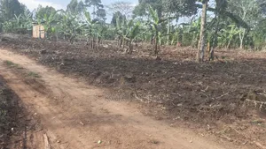 300 Acres Farmland for Sale in Kayunga Balla