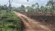 300 Acres Farmland for Sale in Kayunga Balla - 2