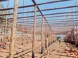 Poultry Structure for 10,000 Birds - 1
