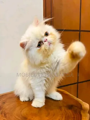 1-3 Month Male Purebred American Bobtail Kitten