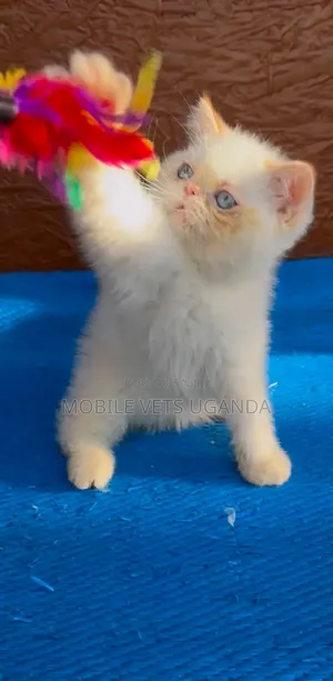 Purebred Persian Kitten - 3-6 Months Male
