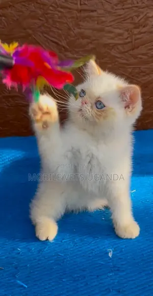 Female Purebred Persian Kitten (1-3 Months)