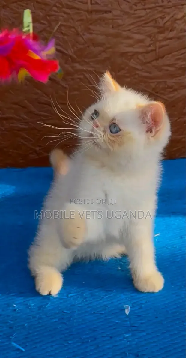 Purebred Female Persian Kitten (0-1 Month) - 1