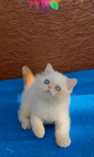 Purebred Persian Kitten - 1-3 Months Male