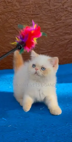 Female Purebred Persian Kitten (1-3 Months)