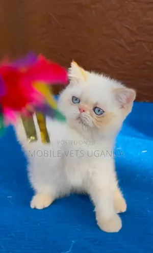 Purebred Persian Cat - 3-6 Months Male
