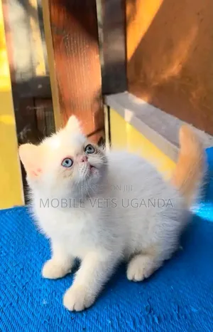 Purebred Persian Kitten - 1-3 Months Old