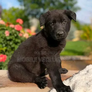 1-3 Month Old Male Purebred German Shepherd
