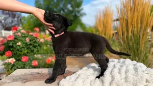 Purebred German Shepherd Puppy (0-1 Month)