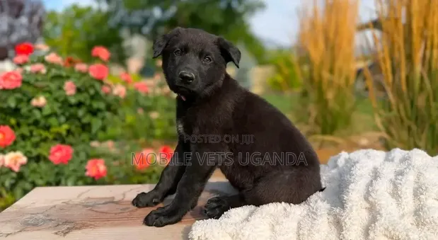 Female Purebred German Shepherd, 3-6 Months - 1