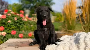 Female Purebred German Shepherd Puppy (1-3 Months)