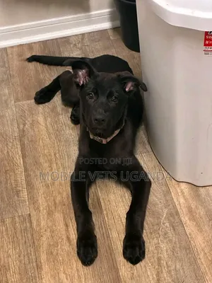 1-3 Month Old Male Purebred German Shepherd