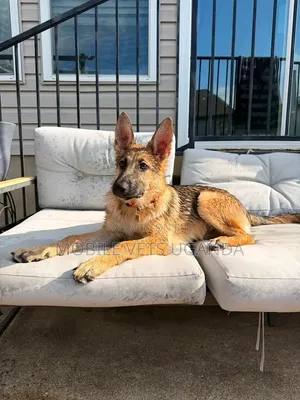 6-12 Month Male Purebred German Shepherd