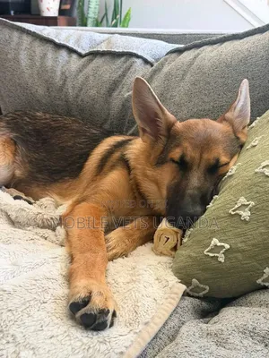 1-3 Month Male Purebred German Shepherd Puppy