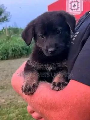 1-3 Month Male Purebred German Shepherd Puppy
