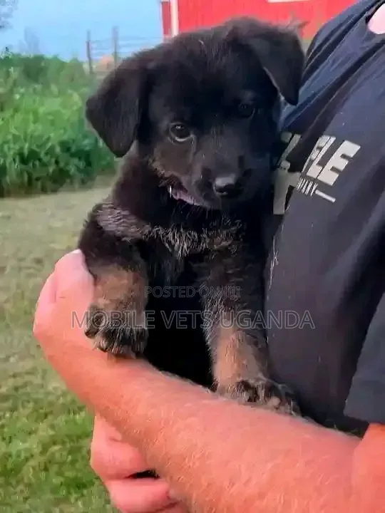 1-3 Month Female Purebred German Shepherd Puppy - 1