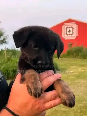 Female Purebred German Shepherd Puppy (0-1 Month)